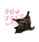 猫くんとトム1(増)（個別スタンプ：11）