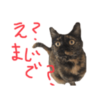 猫くんとトム1(増)（個別スタンプ：14）