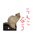 猫くんとトム1(増)（個別スタンプ：15）