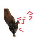 猫くんとトム1(増)（個別スタンプ：16）