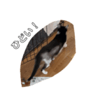 CAT RUU8（個別スタンプ：1）