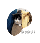 CAT RUU8（個別スタンプ：2）