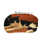 CAT RUU8（個別スタンプ：3）