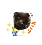 黒猫のチップ（個別スタンプ：10）