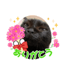 黒猫のチップ（個別スタンプ：13）