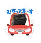 黒猫のチップ（個別スタンプ：17）