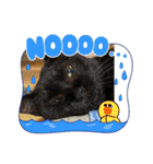 黒猫のチップ（個別スタンプ：22）