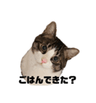 ここと茶々プラス（個別スタンプ：4）