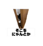 ここと茶々プラス（個別スタンプ：8）