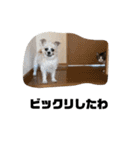 ここと茶々プラス（個別スタンプ：19）
