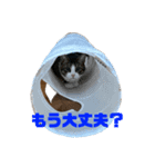 ここと茶々プラス（個別スタンプ：23）