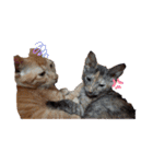 チャチャかしこの日常と時々家族（個別スタンプ：13）