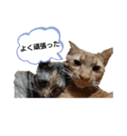 チャチャかしこの日常と時々家族（個別スタンプ：20）