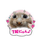 チャチャかしこの日常と時々家族（個別スタンプ：24）
