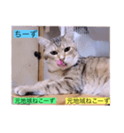 ガッシーねこーずスタンプ2021年冬（個別スタンプ：1）