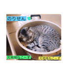 ガッシーねこーずスタンプ2021年冬（個別スタンプ：2）