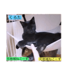 ガッシーねこーずスタンプ2021年冬（個別スタンプ：3）