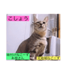 ガッシーねこーずスタンプ2021年冬（個別スタンプ：5）