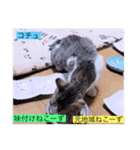 ガッシーねこーずスタンプ2021年冬（個別スタンプ：6）