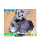 ガッシーねこーずスタンプ2021年冬（個別スタンプ：7）