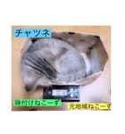 ガッシーねこーずスタンプ2021年冬（個別スタンプ：8）