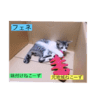 ガッシーねこーずスタンプ2021年冬（個別スタンプ：9）