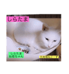 ガッシーねこーずスタンプ2021年冬（個別スタンプ：10）