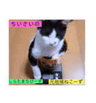 ガッシーねこーずスタンプ2021年冬（個別スタンプ：12）