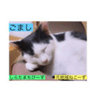 ガッシーねこーずスタンプ2021年冬（個別スタンプ：13）