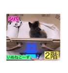ガッシーねこーずスタンプ2021年冬（個別スタンプ：14）
