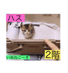 ガッシーねこーずスタンプ2021年冬（個別スタンプ：15）