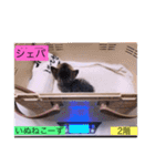 ガッシーねこーずスタンプ2021年冬（個別スタンプ：16）