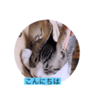 ガッシーねこーずスタンプ2021年冬（個別スタンプ：17）