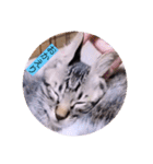 ガッシーねこーずスタンプ2021年冬（個別スタンプ：18）