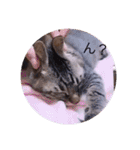 ガッシーねこーずスタンプ2021年冬（個別スタンプ：19）