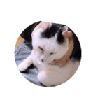 ガッシーねこーずスタンプ2021年冬（個別スタンプ：23）