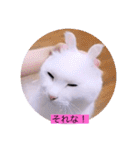 ガッシーねこーずスタンプ2021年冬（個別スタンプ：25）