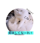 ガッシーねこーずスタンプ2021年冬（個別スタンプ：30）