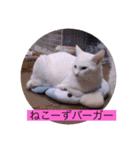 ガッシーねこーずスタンプ2021年冬（個別スタンプ：31）