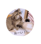 ガッシーねこーずスタンプ2021年冬（個別スタンプ：33）