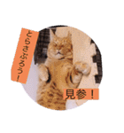 ガッシーねこーずスタンプ2021年冬（個別スタンプ：34）