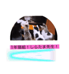ガッシーねこーずスタンプ2021年冬（個別スタンプ：37）