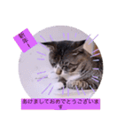 ガッシーねこーずスタンプ2021年冬（個別スタンプ：38）