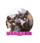 ガッシーねこーずスタンプ2021年冬（個別スタンプ：39）