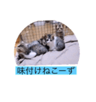 ガッシーねこーずスタンプ2021年冬（個別スタンプ：40）