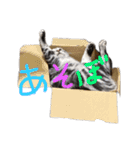 にゃま太朗（個別スタンプ：6）