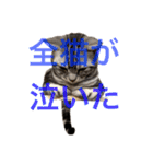 にゃま太朗（個別スタンプ：7）