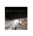 にゃま太朗（個別スタンプ：10）