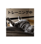 にゃま太朗（個別スタンプ：13）