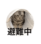 にゃま太朗（個別スタンプ：17）